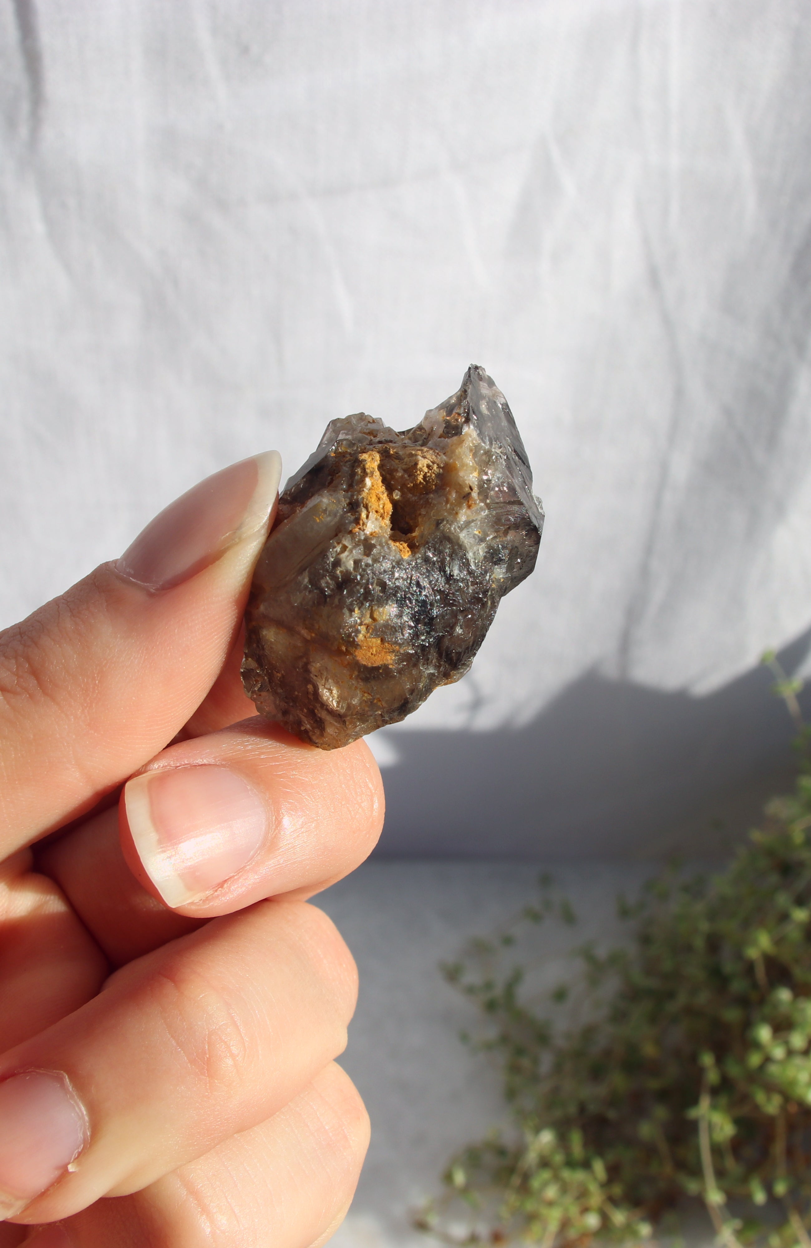 Morello Smoky Cluster